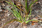 Florida sedge